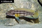 julidochromis species regani