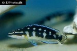 julidochromis transcriptus