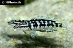 julidochromis transcriptus