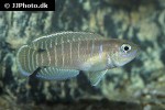 neolamprologus brevis