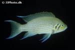 neolamprologus olivaceous