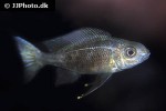 ophthalmotilapia boops