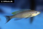 paracyprichromis brieni