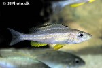 paracyprichromis brieni