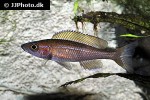 paracyprichromis nigripinnis