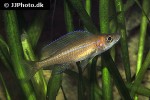 paracyprichromis nigripinnis
