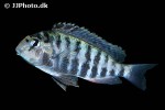 pseudosimochromis babaulti