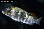 pseudosimochromis babaulti
