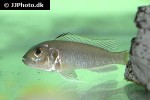 triglachromis otostigma