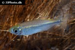 alestopetersius species lefini alestopetersius species lefini