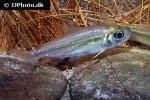alestopetersius taeniatus alestopetersius taeniatus