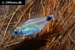 bathyaethiops flammeus bathyaethiops flammeus