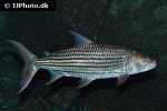 hydrocynus vittatus hydrocynus vittatus