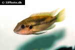 benitochromis conjunctus