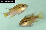 benitochromis nigrodorsalis
