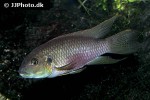 benitochromis riomuniensis