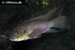 benitochromis riomuniensis