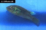 benitochromis species mungo