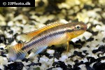 congochromis dimidiatus