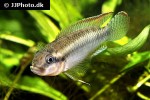 congochromis sabinae