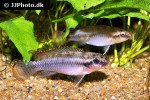 congochromis sabinae