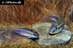 enigmatochromis lucanusi