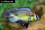 haplochromis aeneocolor