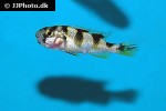 haplochromis latifasciatus