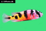 haplochromis latifasciatus