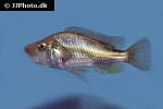 haplochromis orthostoma