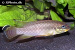 pelvicachromis drachenfelsi