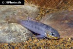 pelvicachromis kribensis
