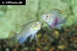 pelvicachromis pulcher albino
