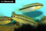 pelvicachromis roloffi