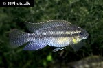 pelvicachromis silviae