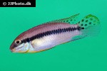 pelvicachromis species bluefin