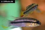 pelvicachromis subocellatus