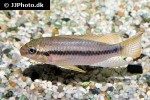 pelvicachromis subocellatus