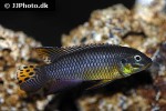 pelvicachromis taeniatus