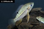 pterochromis congicus