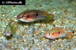 rubricatochromis bimaculatus