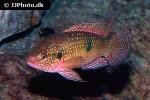 rubricatochromis bimaculatus