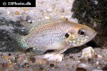 rubricatochromis guttatus