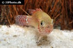 rubricatochromis guttatus