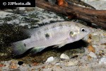 rubricatochromis letourneuxi