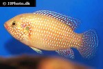 rubricatochromis lifalili