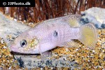 rubricatochromis stellifer