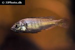 thoracochromis brauschi