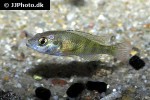 haplochromis brownae
