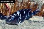 haplochromis chilotes